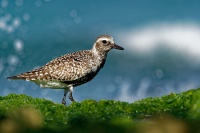 Kulik bledy - Pluvialis squatarola - Grey Plover o2143